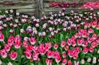 USA, Washington State. Skagit Valley, tulips blooming in garden Art Print